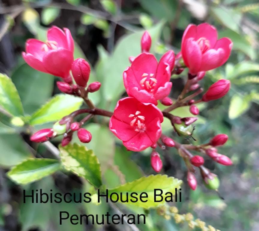 Hibiscus House Pemuteran Bali Hotel Eksteriør billede