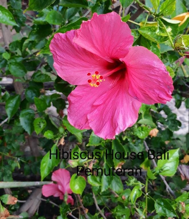 Hibiscus House Pemuteran Bali Hotel Eksteriør billede